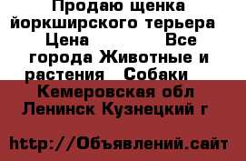 Продаю щенка йоркширского терьера  › Цена ­ 20 000 - Все города Животные и растения » Собаки   . Кемеровская обл.,Ленинск-Кузнецкий г.